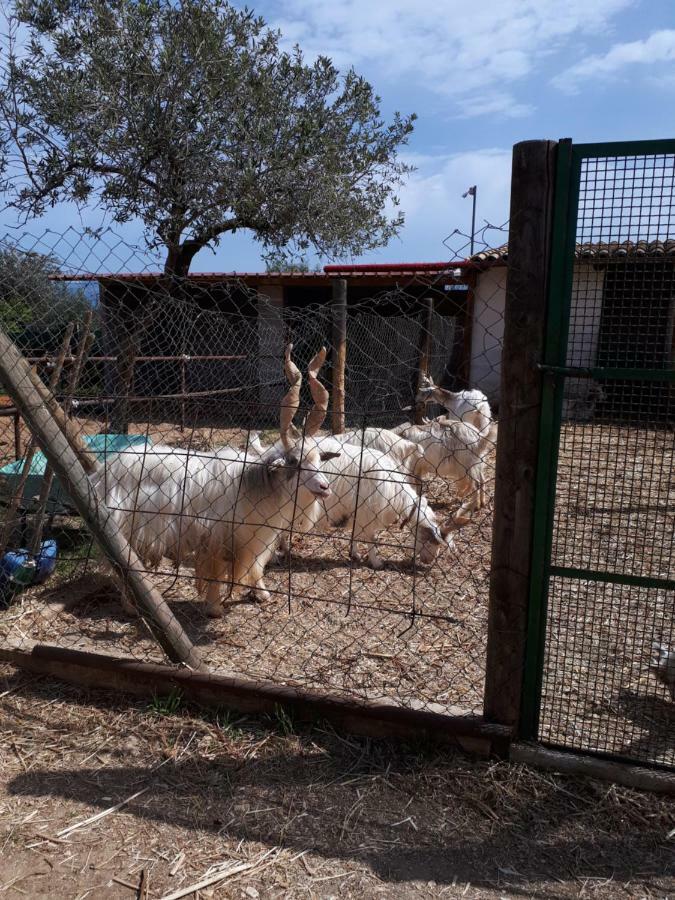 Casa Vacanza Demi Alcamo Marina Eksteriør billede